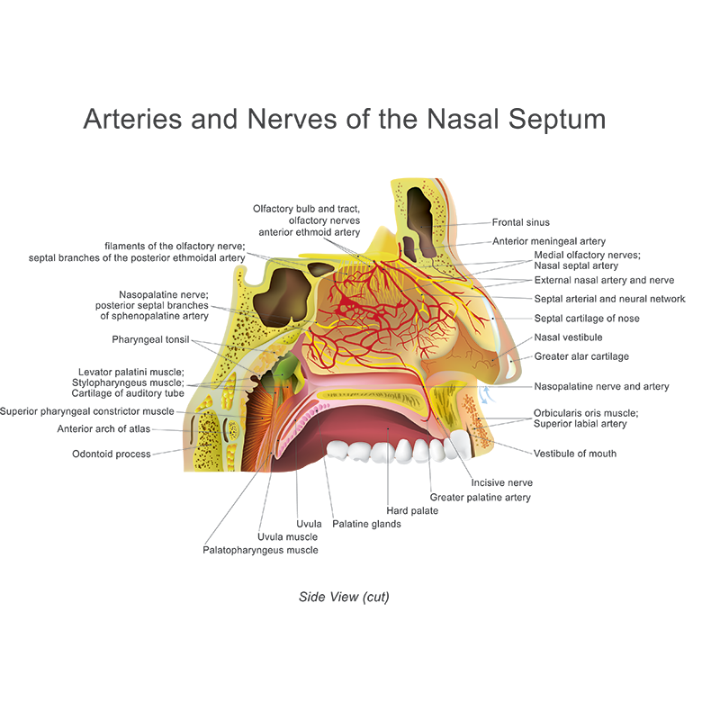 Why The Nose Bleeds - Understanding Nose Anatomy